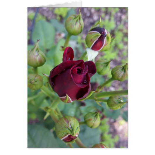Burgundy rose after rain (Front)