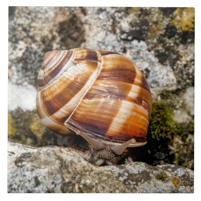 Burgundy snail  ceramic tile (Front)