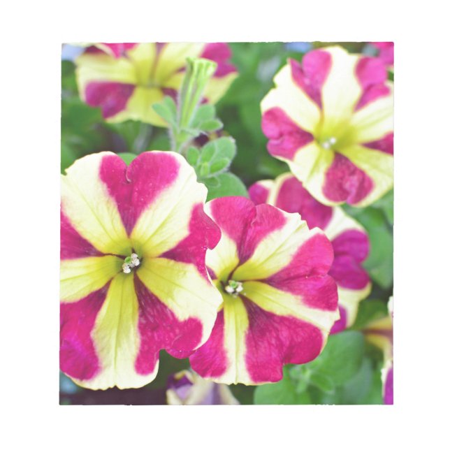 Burgundy Star Petunias Notepad (Front)
