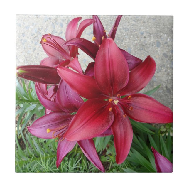 Burgundy Starburst Lily Ceramic Tile (Front)