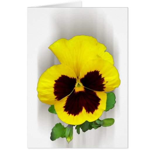 burgundy yellow pansy (Front)