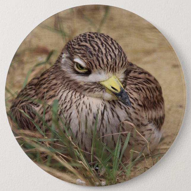 Burhinus oedicnemus button (Front)