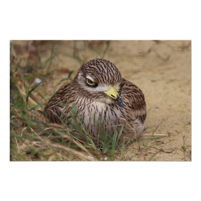 Burhinus oedicnemus poster (Front)