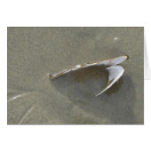 Buried Sea Shell (Front Horizontal)