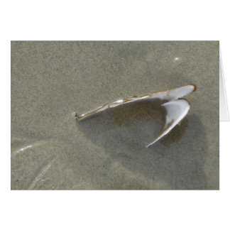 Buried Sea Shell Cards