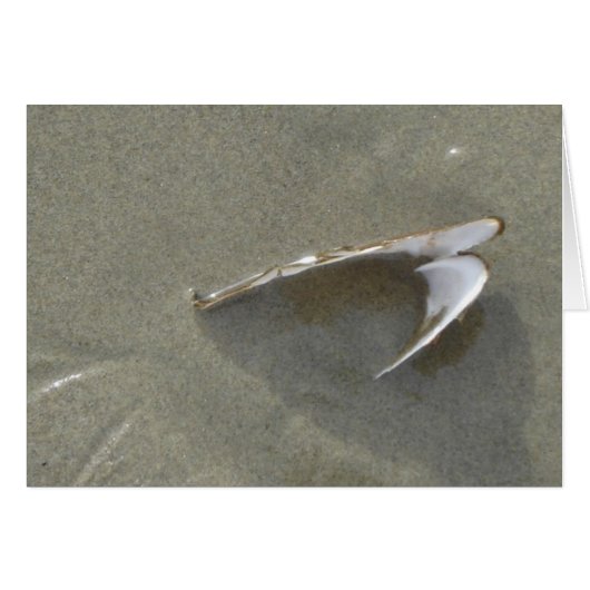 Buried Sea Shell Cards (Front Horizontal)
