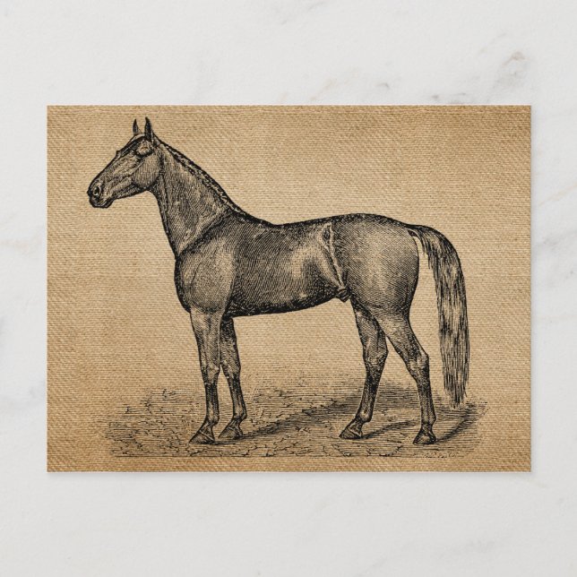 Burlap Vintage Horse Postcard (Front)