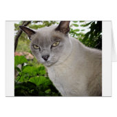 Burmese Cat (Front Horizontal)