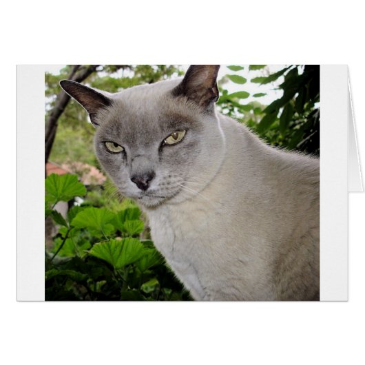Burmese Cat Cards (Front Horizontal)