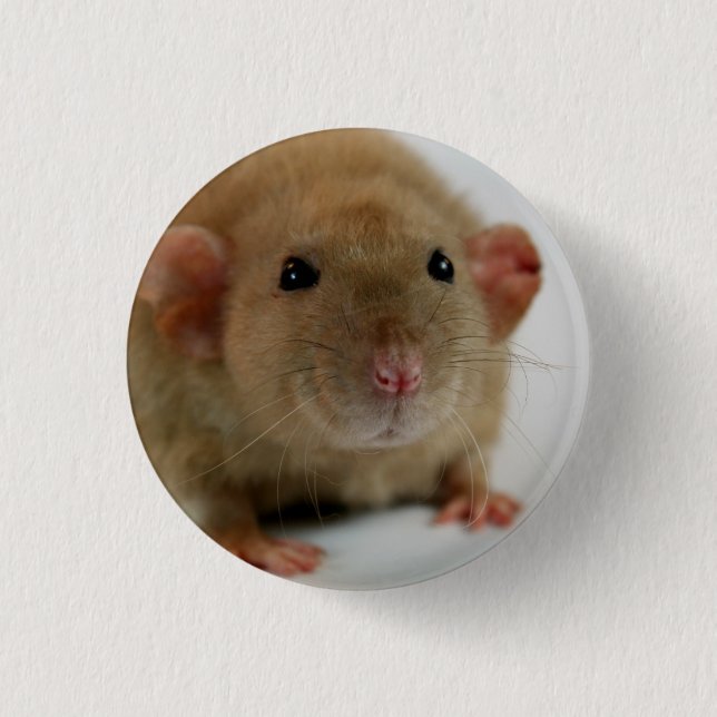 Burmese dumbo Rat Pinback Button (Front)
