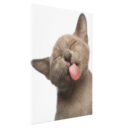 Burmese Kitten on White Background Canvas Print