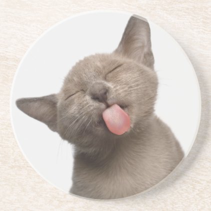 Burmese Kitten on White Background Drink Coaster