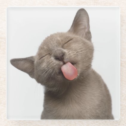 Burmese Kitten on White Background Glass Coaster