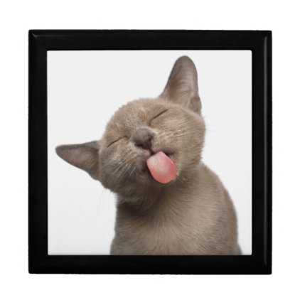 Burmese Kitten on White Background Jewelry Box