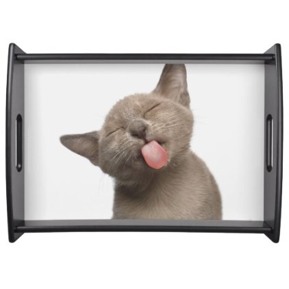 Burmese Kitten on White Background Serving Tray