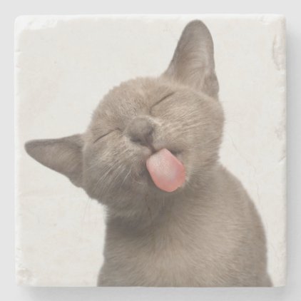 Burmese Kitten on White Background Stone Coaster