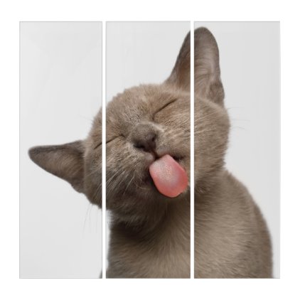 Burmese Kitten on White Background Triptych