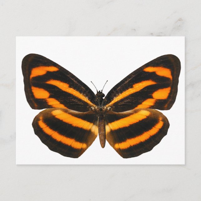 Burmese Lascar Butterfly Postcard (Front)