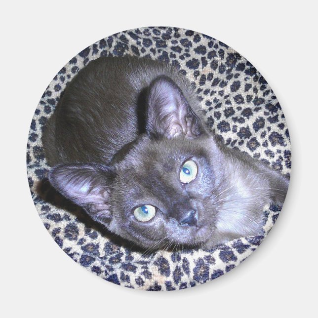 Burmese Magnet (Front)