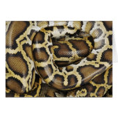 Burmese python (Front Horizontal)