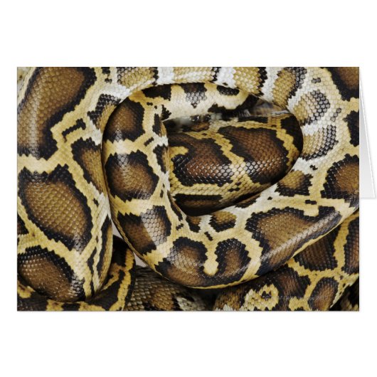 Burmese python (Front Horizontal)