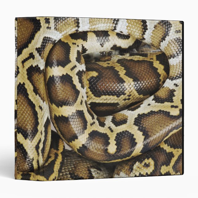 Burmese python 3 ring binder (Front/Spine)