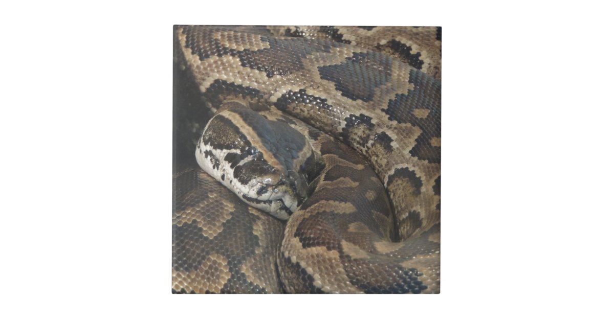 Burmese Python Ceramic Tile Zazzle