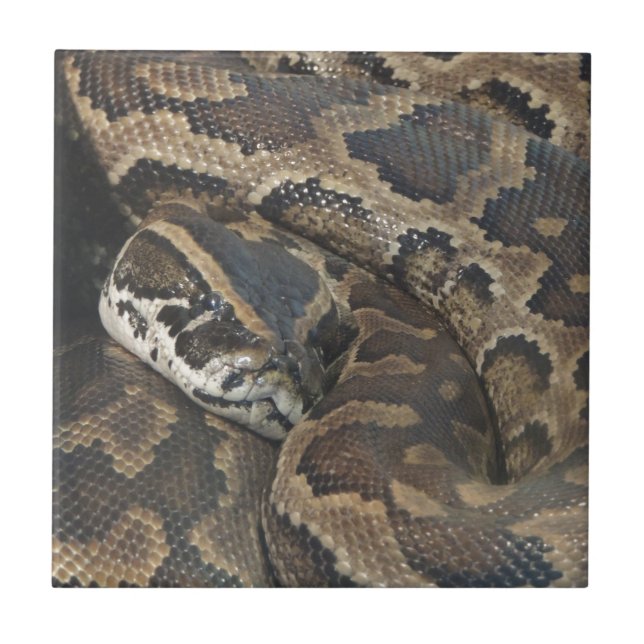 Burmese Python Ceramic Tile (Front)