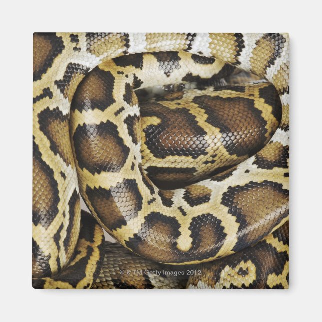 Burmese python magnet (Front)