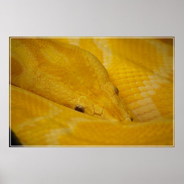 Burmese Python Poster (Front)