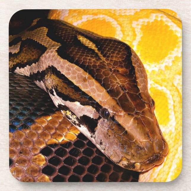 Burmese Python Snake Beverage Coaster (Front)