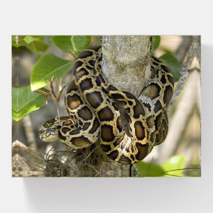 Burmese Python Snake in a Tree Paperweight