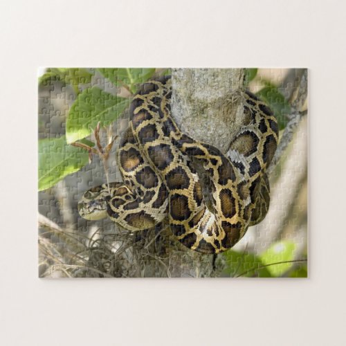 Burmese Python Snake Jigsaw Puzzle