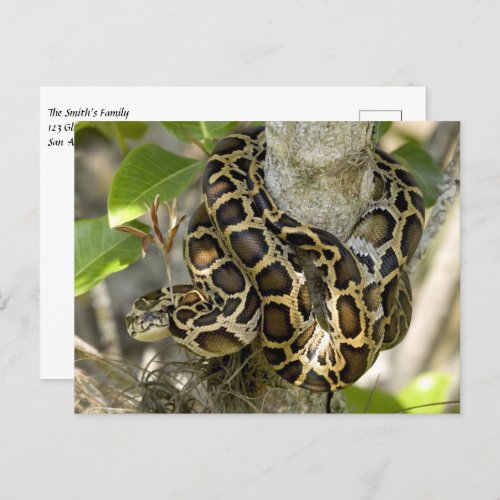 Burmese Python Snake Postcard