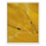 Burmese Python Temporary Tattoos