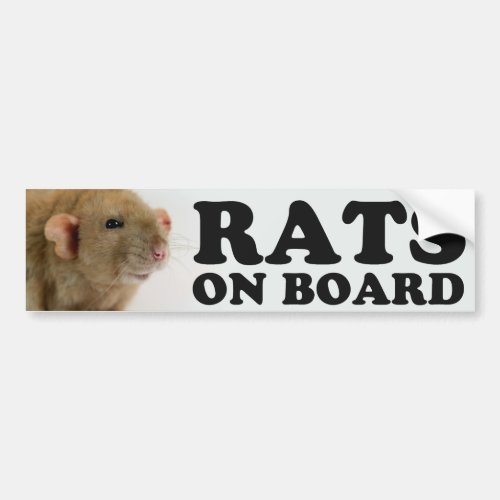 Burmese Rats on board Bumper Sticker