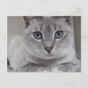 BURMILLA CAT POSTCARD