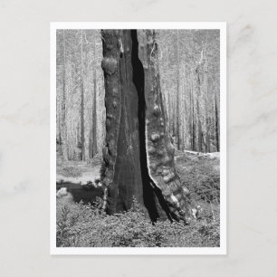 Burned Giant Sequoia Postcard