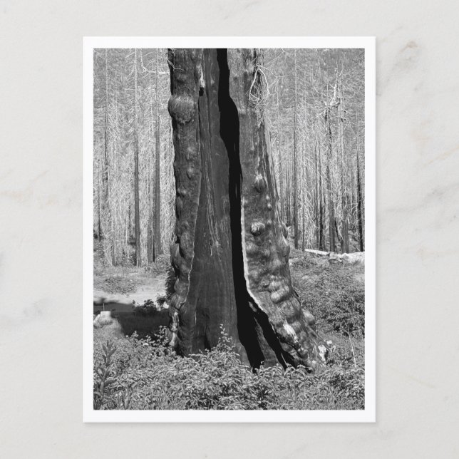 Burned Giant Sequoia Postcard (Front)