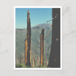 Burned Giant Sequoia Postcard