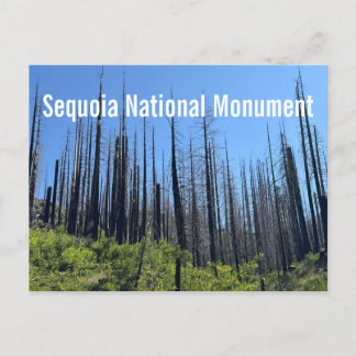 Burned Trees at Sequoia National Monument Postcard