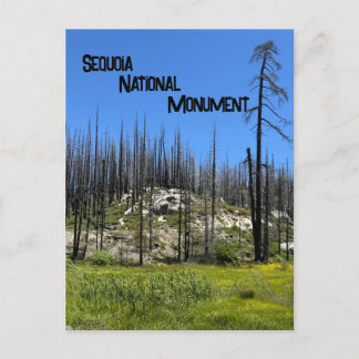Burned Trees in Giant Sequoia National Monument Postcard