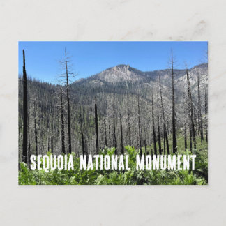 Burned Trees in Sequoia National Forest Postcard