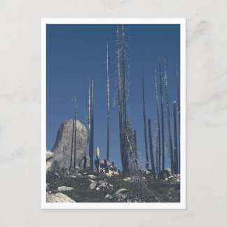 Burned Trees Postcard