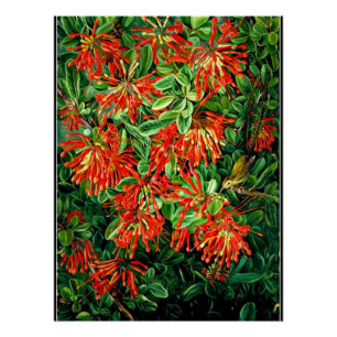 Burning Bush and Emu Wren of Chile, fine art, Poster