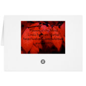 Burning Bush Cards (Back Horizontal)