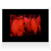 Burning Bush Cards (Inside Horizontal (Top))