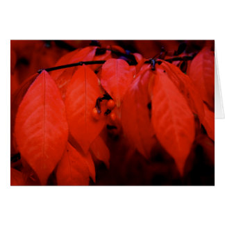 Burning Bush Cards
