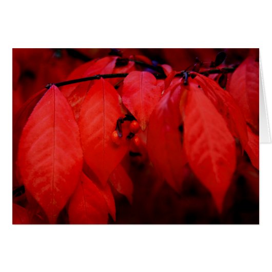 Burning Bush Cards (Front Horizontal)