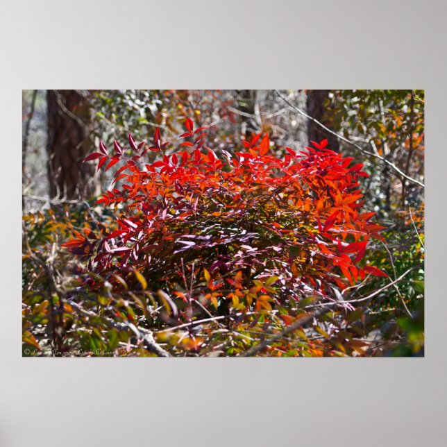 "Burning Bush" Ornamental Bamboo Poster (Front)